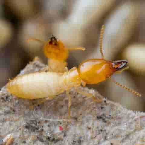 termites_pest11